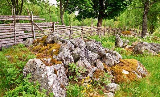Resultat RESULTAT AV 25 ÅRS ARBETE MED NATURBETESMARKER Projekten har bidragit till att cirka 30 000 hektar biologiskt värdefulla naturbetesmarker i flera värdefulla landskap i Sverige har