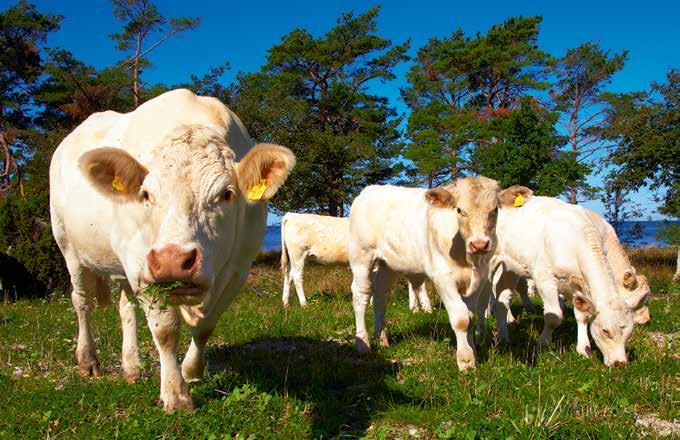 På de artrika gotländska naturbetena trivs nötkreatur av rasen Charolais.