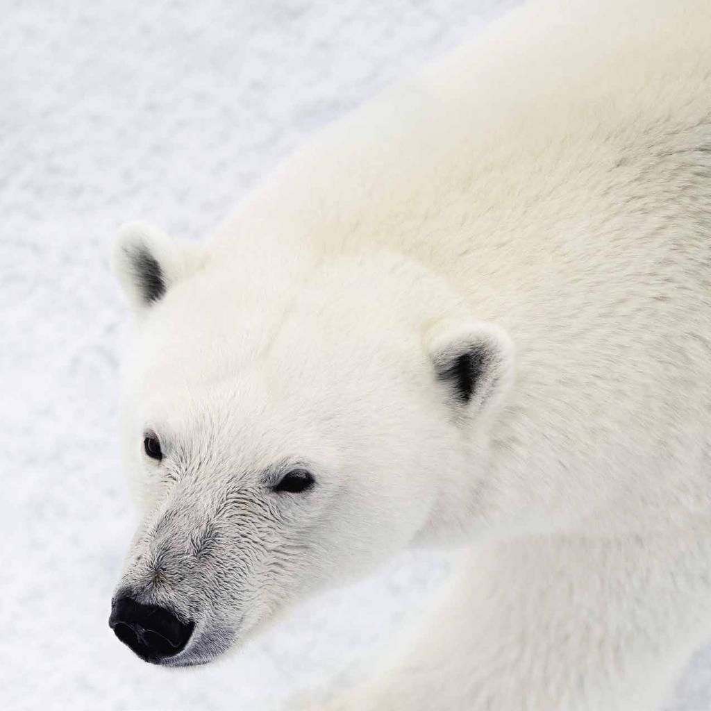 SVALBARD MED SEA ENDURANCE &