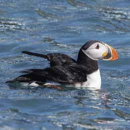 Färden avslutades då de tvingades nödlanda på packisen norr om Svalbard. Här började den långa isvandring som tog dem till Vitön, där deras kvarlevor återfanns först 33 år senare.