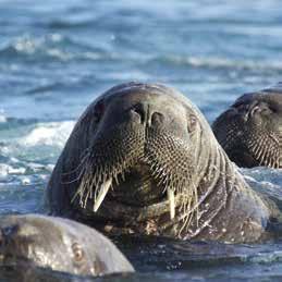 Krossfjorden njuter vi av den vackert skulpterade 14-juliglaciären. På klipporna vid sidan av den isblå glaciären häckar spetsbergsgrisslor och tretåiga måsar.