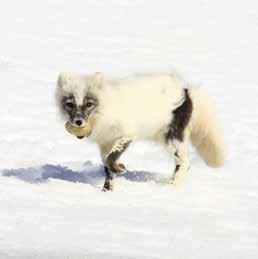 Bellsund På bergssluttningarna vid vackra Vårsolbukta i Bellsund häckar alkekungar i tiotusental.