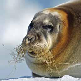 Vår exakta rutt beror helt på väder, isförhållanden och djurmöten. Det finns mängder av vackra platser att uppleva på Svalbard och vi strävar alltid efter att maximera er upplevelse i Arktis.