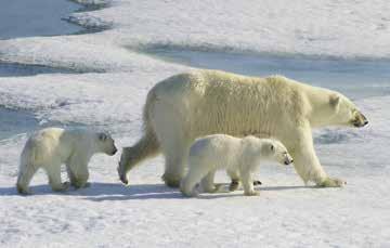 I denna magiska värld spanar vi efter djur som valross, isbjörn och polarräv.