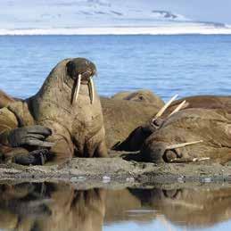 Dag 9: Longyearbyen Tidigt på morgonen kliver vi av vårt expeditionsfartyg och påbörjar vår resa hem. Observera: Detta är en preliminär färdplan.