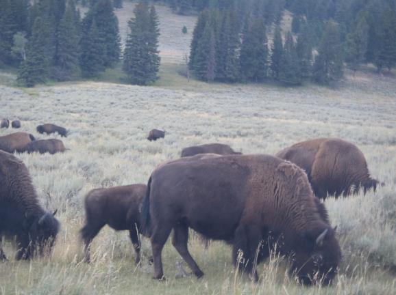 Naturskyddsföreningen Bollnäs Årsmöte! Yellowstone national park SÖNDAG 18/3 Studiefrämjandet i Bollnäs, Långgatan 26 kl. 16.