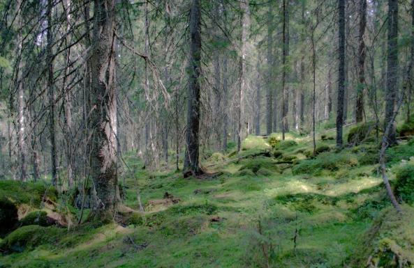 Blybergets naturreservat Naturskyddsföreningen i Bollnäs påvisade för några år sedan naturvärden vid Blybergets norrsida. Området bedömdes som nyckelbiotop av Skogsstyrelsen.