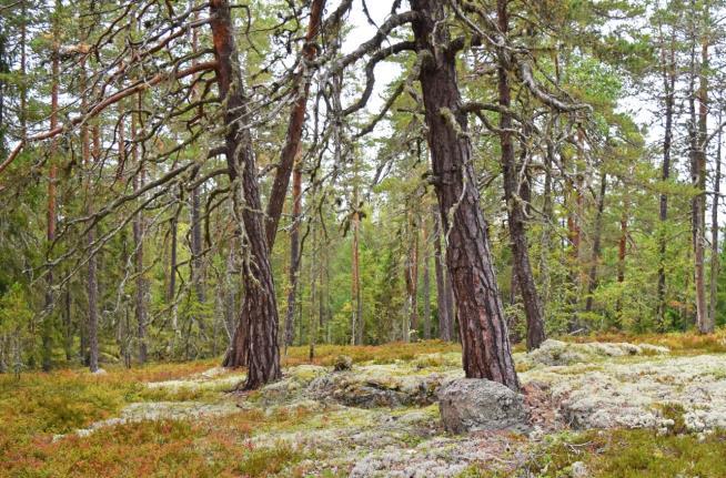 korvar och smörgåsar de bjöds på ur matsäcken.