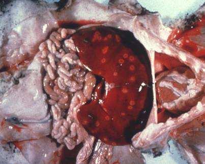 Diagnos - campylobacterios Makroskopiska förändringar Gramfärgning eller