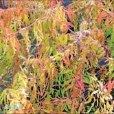 Stora, mörkgröna blad som färgas intensivt orangeröda på hösten. Stora, upprätta klasar med blommor på sommaren ger röda frukter som mörknar mot brunrött på hösten.
