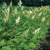 TRÄD OCH BUSKAR SORBARIA - SORBUS - sorbifolia 'Pia' E rönnspirea Zon 1-7. Höjd 1,5-2 m, bredd 1,5-2 m. c/c 1-1,5 m.
