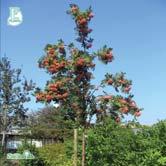 SORBUS - SPIRAEA TRÄD OCH BUSKAR - 'Rosmari' E prydnadsrönn Zon 1-5. Höjd 5-7 m, bredd 4-5 m. Träd av sorten har från början en smalt äggformig krona som sedan blir bredare.