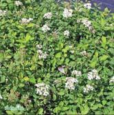 Rikligt med små vita blommor i små klasar på fjolårsskotten. Friväxande häck, grupp, solitär. - - 'Grefsheim' E norskspirea Zon 1-6. Höjd 1-1,5 m, bredd 1-1,5 m. c/c 1 m.