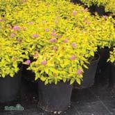 - - GOLDEN PRINCESS ('Lisp') praktspirea Zon 1-5. Höjd ca 0,5 m, bredd ca 0,5 m. Bred buske med gult bladverk.
