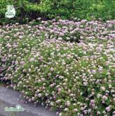 Tät buske med rundat växtsätt och intensivt gula blad. Mörkt rosa blommor i juni-juli. Solitär, häckar, grupper.