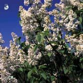 Bred buske eller mindre träd med upprätta till överhängande blomklasar i maj-juni. Väldoftande, lila blommor. Trivs på de flesta jordar. Tål stadsklimat, vind och värme.