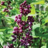 Rödvioletta blomknoppar som utvecklas till blåvioletta, ofta dubbla blommor. Frisk och rotäkta.