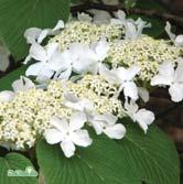 Sort med kraftigare växtsätt och mer rosafärgade blommor än den rena arten. 30-40 C 40-50 C 50-60 C - farreri kejsarolvon Zon 1-3. Höjd 1,5-2 m, bredd 2-2,5 m. Upprättväxande, lövfällande buske.