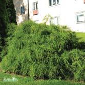 Fräscht mörkgröna barr och roliga, snäckformade skottspetsar. Samplantering med andra buskar, perenner och gräs.vindskyddat läge. 15-20 C 20-25 C 25-30 C - pisifera 'Filifera' trådcypress Zon 1-3.
