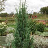 JUNIPERUS BARRVÄXTER - scopulorum 'Blue Arrow' röd-en Zon 1-3. Höjd 2-4 m, bredd 0,3-0,5 m. Mycket smal pelarform med blåsilvriga barr.