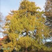 BARRVÄXTER LARIX LARIX Lärk blir i allmänhet stora och kraftiga träd med genomgående stam, men även kompakta former finns. De är barrträd, men behåller inte barren över vintern.