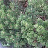 PINUS BARRVÄXTER - - ssp. mugo bergtall Zon 1-7. Höjd 2-3 m, bredd 3-5 m. Långsamväxande, tät buske. Styva, mörkgröna barr. Tål ej nedskärning till gammal ved.
