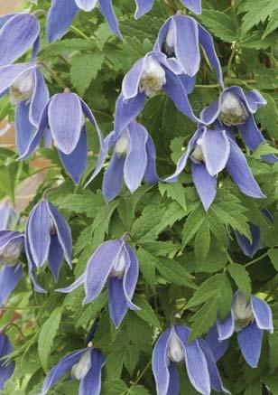 De klockformade blommorna är mycket vackra, 5-6 cm vida. Tepalerna är intensivt blå med ljusare kanter.