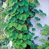 Snabb- och starkväxande pipranka med ännu större blad och frodighet än A. macrophylla. Blekt gul höstfärg. Gulgrön pipformad blomma med rödbrun kant i juni-augusti.