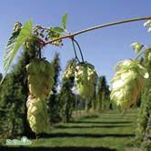 KLÄTTERVÄXTER HUMULUS - JASMINUM - - 'Hulla Norrgård' humle A-kv C Zon 1-8, men tveksamt om kottarna hinner mogna i de högsta zonerna. Höjd 5-8 m.