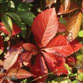 Klättrar själv med häftskivor. Frodigt bladverk som färgas i mustiga mörkröda toner på hösten. Något längre och smalare småblad än arten. Oansenlig blomning. Sol-skugga. Bäst i mullrik jord.