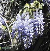 KLÄTTERVÄXTER WISTERIA WISTERIA - frutescens 'Blue Moon' amerikanskt blåregn A-kv C Zon 1-4(5). Höjd 4-5 m. Starkväxande slingerväxt. Blåvioletta blommor i hängande klasar.