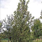 ALNUS TRÄD OCH BUSKAR - - (Flikblad.) 'Laciniata' flikbladig klibbal Zon 1-5. Höjd 15-17 m, bredd 6-8 m. Träd med genomgående stam och bred, koniskt formad krona med något hängande sidogrenar.