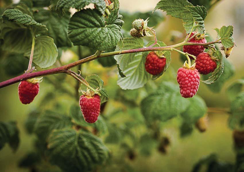 FRUKT OCH BÄR Laszka E Diana E Du har väl märkt att hallonsäsongen blivit mycket längre än den var förr? Det är tack vare de nya hösthallonsorterna som blir så fina även i våra trakter.