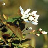 Friskt, mörkgrönt bladverk med flammande gul höstfärg. Vita, doftande blommor i maj. Under sommaren utvecklas de stora, svarta och söta bären, även kallade saskatoonbär.