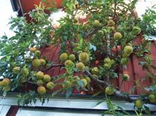 FRUKT OCH BÄR APRIKOS - PERSIKA APRIKOS Prunus armeniaca Aprikosträd trivs bäst i mull- och näringsrik, väldränerad jord. Vill ha mycket värme och sol sommartid.
