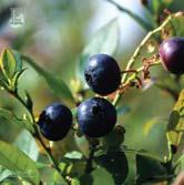 FRUKT OCH BÄR BLÅBÄR BLÅBÄR Vaccinium Angustifolium-Gruppen Buskformade oftast lågväxande sorter av blåbär, hybrider mellan högväxande amerikanska (V. corymbosum) och lågväxande (V. angustifolium).