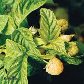 HALLON Rubus Hallon-Gruppen Hallon uppskattar full sol och väldränerad jord med god tillgång till vatten och näring. Kräver uppbindning. Sätter frukt på fjolårsskotten.