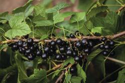 VINBÄR Ribes nigrum Svarta vinbär föredrar solig växtplats men klarar också halvskugga. Väldränerad, mull- och näringsrik jord. Gallra bort gamla grenar regelbundet.