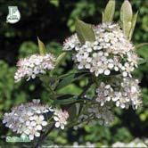 TRÄD OCH BUSKAR ARONIA - BERBERIS - - 'Hugin' E svartaronia Zon 1-5(6). Höjd 0,8-1,5 m, bredd 0,8-1,5 m. c/c 0,75 m. Liten buske med tätt och upprätt växtsätt.