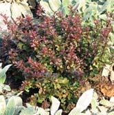 ) 'Bagatelle' röd häckberberis Zon 1-5. Höjd 0,3-0,4 m, bredd 0,4-0,6 m. Kompakt buske.