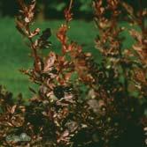 ) 'Red Chief ' röd häckberberis Zon 1-5. Höjd 1-1,5 m, bredd 1-1,5 m. Svagt hängande växtsätt. Mörkröda blad.