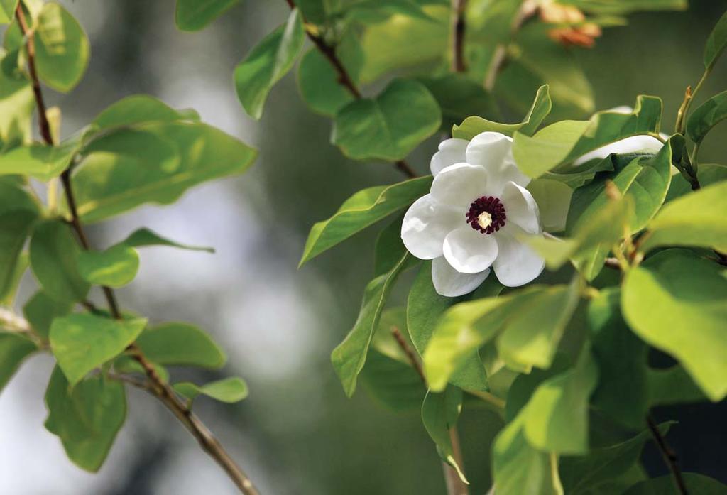 Magnolia sieboldii, buskmagnolia Bra att veta för snabb etablering och hållbara planteringar Som stöd i ditt växtval finns information om alla växter i vår katalog.