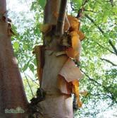 TRÄD OCH BUSKAR BETULA BETULA - albosinensis var. septentrionalis kopparbjörk Zon 1-4. Höjd 12-15 m, bredd 4-6 m. Unga träd har en ganska smal krona som efterhand blir mer äggrundad.