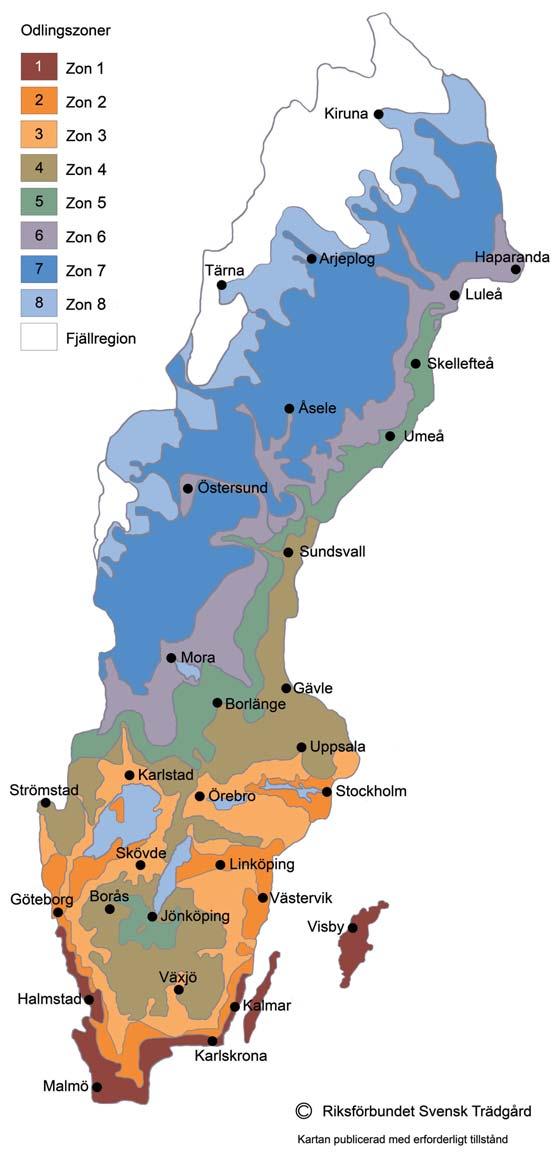 Du kan förbättra de klimatmässiga odlingsförutsättningarna genom; att skapa lä, till exempel med häckar och buskage, väldränerad jord, eventuellt upphöjda växtbäddar, att undvika gödsling efter