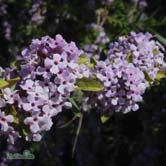 TRÄD OCH BUSKAR BETULA - BUDDLEJA - -'Rubra' finsk rödbjörk Zon 1-8. Höjd 7-10 m, bredd 4-6 m. Mer svagväxande än glasbjörk. Blodröda blad och vacker vit bark.