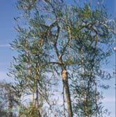 Gracil, upprättväxande buske med hängande skottspetsar. Även stamträd. Gula blommor i maj och skira, fjäderlika blad. Solitär eller grupp. Gärna torrt läge i sol eller halvskugga.