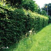 TRÄD OCH BUSKAR CARPINUS - CARYOPTERIS - - FK STENSHUVUD E avenbok Zon 1-4. Höjd 15-18 m, bredd 8-10 m.