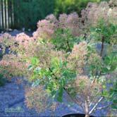 TRÄD OCH BUSKAR COTINUS - COTONEASTER - - 'Young Lady' perukbuske Zon 1-3. Höjd 1,5 m, bredd 1,5 m. c/c 0,75 m. Grönt fräscht bladverk som blir gult om hösten.