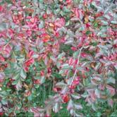 COTONEASTER TRÄD OCH BUSKAR - divaricatus spärroxbär Zon 1-3. Höjd 2-3 m, bredd 2-3 m. c/c 1 m.