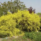 Höjd 0,8-1,2 m, bredd 1 m. Upprättväxande buske med kraftigt mörkgula blommor i långa, upprätta klasar. Lång blomning i juni-augusti.